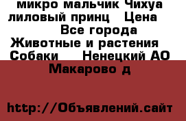 микро мальчик Чихуа лиловый принц › Цена ­ 90 - Все города Животные и растения » Собаки   . Ненецкий АО,Макарово д.